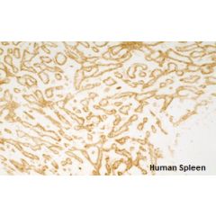 anti-TIE-2 (human), mAb (tek2)