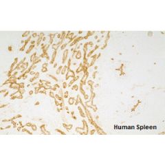 anti-TIE-2 (human), mAb (tek16)