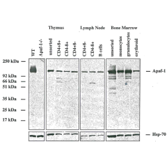 Western blot analysis using anti-Apaf-1 (mouse/rat), MAb (13F11) (AG-20T-0133) on purified cells from mouse tissues. The ~130kDa band corresponds to endogenous Apaf-1, which is absent in cells from Apaf-1 KO mice.