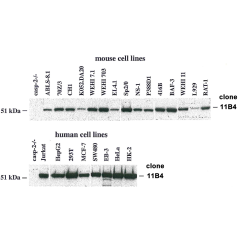 Western blot analysis using anti-caspase-2, mAb (11B4) (Prod. No. AG-20T-0136), detecting caspase-2 expression in cultured mouse and human cell lines. Caspase-2 protein was revealed in lysates from 2x10<sup>5</sup> mouse and human cell lines by 11B4 and E