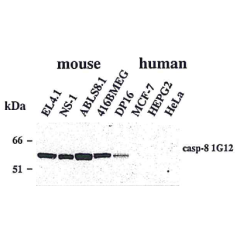Western blot using anti-Caspase-8 (mouse), mAb (1G12) (Prod. No. AG-20T-0137) detecting endogenous caspase-8 in various mouse cell line, but not in human cell lines.