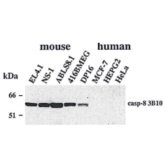 Western blot using anti-Caspase-8 (mouse), mAb (3B10) (Prod. No. AG-20T-0138) detecting endogenous caspase-8 in various mouse cell line, but not in human cell lines.