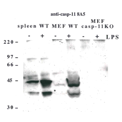 Western blot using anti-Caspase-11 (mouse), mAb (8A5) (Prod. No. AG-20T-0139) detecting endogenous caspase-11 in mouse spleen and lymph node as two bands of 43 and 38 kDa after exposure to LPS.