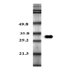 Western blot analysis in human plasma using anti-Adiponectin (human), pAb (Prod. No. AG-25A-0003) at 0.2&mu;g/ml concentration.