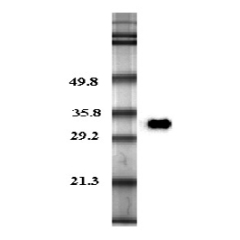 Western blot analysis in human plasma using anti-Adiponectin (human), pAb (Biotin) (Prod. No. AG-25A-0003B) at 0.2&mu;g/ml concentration.