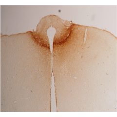 Immunohistochemical staining of rat hypothalamus using anti-adiponectin (rat), pAb (Prod. No. AG-25A-0005) at 1:1'000 dilution.