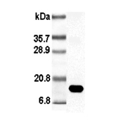 Western blot analysis using anti-Leptin (rat), pAb (Biotin) (Prod. No. AG-25A-0009B) at 1:1'000 dilution.