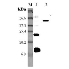 Western blot analysis using anti-RELM-α (mouse), pAb (Prod. No. AG-25A-0010) at 1:5'000 dilution.<br />
1: Mouse RELM-α.<br />
2: Mouse RELM-α Fc-protein.