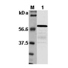 Western blot analysis using anti-Listeria sp. p60, pAb (Prod. No. AG-25A-0019).<br />
1: Culture media of <i>Listeria monocytogenes</i>.