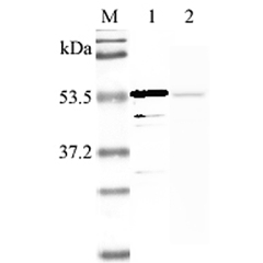 Western blot analysis using anti-Nampt (human), pAb (Prod. No. AG-25A-0025B) at 1:2'000 dilution.<br />
1: Human Nampt (His-tagged).<br />
2: LPS-treated human peripheral blood leukocyte lysate.