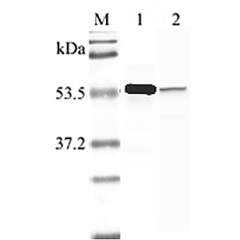 Western blot analysis using anti-Nampt (human), pAb (Prod. No. AG-25A-0027) at 1:2'000 dilution.<br />
1: Human Nampt (His-tagged).<br />
2: LPS-treated human peripheral blood leukocyte lysate.
