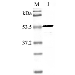Western blot analysis using anti-Nampt (mouse), pAb (Prod. No. AG-25A-0028) at 1:2'000 dilution.<br />
1: Mouse Nampt (His-tagged).