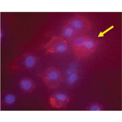 Immunocytochemistry fluorescent staining of human mature dendritic cells using anti-IDO (human), pAb (Prod. No. AG-25A-0029).