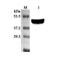 Western blot analysis using anti-SCD1 (mouse), pAb (Prod. No. AG-25A-0031) at 1:2'000 dilution.<br />
1: Mouse liver cell lysate.