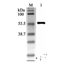 Western blot analysis using anti-Nampt (rat), pAb (Prod. No. AG-25A-0033) at 1:2'000 dilution.<br />
1: Rat Nampt (His-tagged).