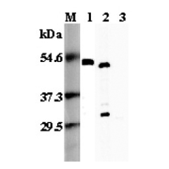 Western blot analysis using anti-FOXP3 (mouse), pAb (Prod. No. AG-25A-0035) at 1:5'000 dilution.<br />
1: Mouse FOXP3 (His-tagged).<br />
2: Transfected mouse FOXP3 cell lysate (HEK 293).<br />
3: Transfected vector only cell lysate.