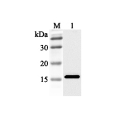 Western blot analysis using anti-FABP3 (human), pAb (Prod. No. AG-25A-0040) at 1:2'000 dilution.<br />
1: Human FABP3 (His-tagged).