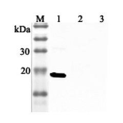 Western blot analysis using anti-IL-33 (human), pAb (Prod. No. AG-25A-0045) at 1:2'000 dilution.<br />
1: Human IL-33 (His-tagged).<br />
2: Unrelated protein (His-tagged) (negative control).<br />
2: Human single chain IL-23 (FLAG<sup>®</sup>-tagged).