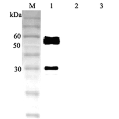 Western blot analysis using anti-ANGPTL3 (human), pAb (Prod. No. AG-25A-0046) at 1:2'000 dilution.<br />
1: Human ANGPTL3 (FLAG<sup>®</sup>-tagged).<br />
2: Human ANGPTL4 (FLAG<sup>®</sup>-tagged).<br />
3: Human ANGPTL6 (FLAG<sup>®</sup>-tagged).<br />