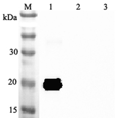 Western blot analysis using anti-IL-33 (mouse), pAb (Prod. No. AG-25A-0047) at 1:2'000 dilution.<br />
1: Mouse IL-33 (His-tagged).<br />
2: Human IL-33 (His-tagged).<br />
3: Unrelated protein (His-tagged) (negative control).