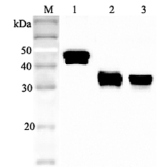 Western blot analysis using anti-Clusterin (human), pAb (Prod. No. AG-25A-0049) at 1:2'000 dilution.<br />
1: Human Clusterin (His-tagged).<br />
2: Human secretory Clusterin (FLAG<sup>®</sup>-tagged).<br />
3: Human serum (1&mu;l).