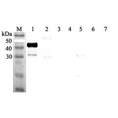 Western blot analysis using anti-ANGPTL7 (human), pAb (Prod. No. AG-25A-0050) at 1:2'000 dilution.<br />
1: Human ANGPTL7 (FLAG<sup>®</sup>-tagged).<br />
2: Human ANGPTL3 (FLAG<sup>®</sup>-tagged).<br />
3: Human ANGPTL6 (FLAG<sup>®</sup>-tagged).<br />
