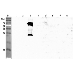 Western blot analysis using anti-ANGPTL3 (human), pAb (Prod. No. AG-25A-0052) at 1:4'000 dilution.<br />
1: Human ANGPTL1 (FLAG<sup>®</sup>-tagged).<br />
2: Human ANGPTL2 (FLAG<sup>®</sup>-tagged).<br />
3: Human ANGPTL3 (FLAG<sup>®</sup>-tagged).<br />
