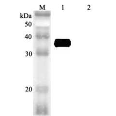 Western blot analysis using anti-MFAP4 (human), pAb (Prod. No. AG-25A-0061) at 1:2'000 dilution.<br />
1: Human MFAP4 (FLAG<sup>®</sup>-tagged).<br />
2: Mouse RBP4 (FLAG<sup>®</sup>-tagged) (negative control).