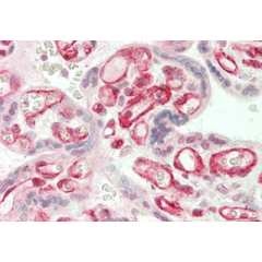 Immunohistochemical staining of ANGPTL3 using anti-ANGPTL3 (FLD) (human), pAb (Prod. No. AG-25A-0064) in human placenta tissue (5&micro;g/ml).<br /> This antibody has been tested in immunohistochemistry, analyzed by an anatomic pathologist and validated f