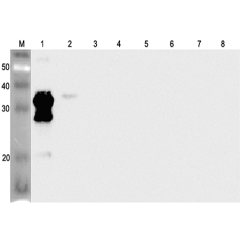 Western blot analysis using anti-ANGPTL2 (human), pAb (Prod. No. AG-25A-0068) at 1:2'000 dilution.<br />
1: Human ANGPTL2 (FLAG<sup>®</sup>-tagged).<br />
2: Human ANGPTL2 (FLD) (FLAG<sup>®</sup>-tagged).<br />
3: Human ANGPTL4 (FLAG<sup>®</sup>-tagged).<