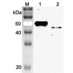 Western blot analysis using anti-Vaspin (mouse), pAb (Prod. No. AG-25A-0075) at 1:2'000 dilution.<br />
1: Mouse Vaspin (FLAG<sup>®</sup>-tagged).<br />
2: Mouse Vaspin (His-tagged)