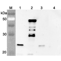 Western blot analysis using anti-FGF-21 (mouse), pAb (Prod. No. AG-25A-0076) at 1:4'000 dilution.<br />
1: Mouse FGF-21 (FLAG<sup>®</sup>-tagged).<br />
2: Mouse FGF-21 Fc-protein.<br />
3: Human FGF-21 (FLAG<sup>®</sup>-tagged).<br />
4: Mouse Nampt (FLA