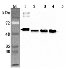 Western blot analysis using anti-Calreticulin (human), pAb (Prod. No. AG-25A-0094) at 1:4'000 dilution.<br />
1: Human Calreticulin (his-tagged).<br />
2: HEK 293T cell lysate (100&mu;g).<br />
3: HepG2 cell lysate (100&mu;g).<br />
4: THP1 cell lysate (1