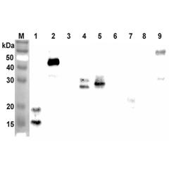 Western blot analysis using anti-ANGPTL7 (CCD) (human), pAb (Prod. No. AG-25A-0095) at 1:2'000 dilution.<br />
1: Human ANGPTL7 (CCD) (FLAG<sup>®</sup>-tagged).<br />
2: Human ANGPTL7 (FLAG<sup>®</sup>-tagged).<br />
3: Human ANGPTL7 (FLD) (FLAG<sup>®</su