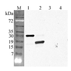 Western blot analysis using anti-CTRP5 (GD) (human), pAb (Prod. No. AG-25A-0096) at 1:4'000 dilution.<br />
1: Human CTRP5 (His-tagged).<br />
2: Human CTRP5 (GD) (His-tagged).<br />
3: Mouse FTO (His-tagged) (negative control).<br />
4: Human CTRP6 (His-