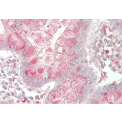 Immunohistochemical staining of CTRP7 using anti-CTRP7 (GD) (human), pAb (Prod. No. AG-25A-0097) in human small intestine tissue (5&micro;g/ml).<br /> This antibody has been tested in immunohistochemistry, analyzed by an anatomic pathologist and validated