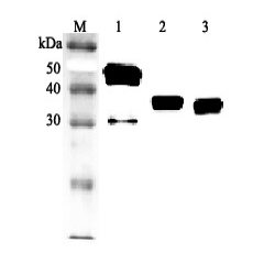 Western blot analysis using anti-Clusterin (human), pAb (Biotin) (Prod. No. AG-25A-0099B) at 1:2'000 dilution.
1: Human Clusterin (His-tagged).
2: Human serum #1 (1&mu;l).
3: Human serum #2 (1&mu;l).