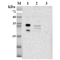 Western blot analysis using anti-NQO1 (human), pAb (Prod. No. AG-25A-0105) at 1:2'000 dilution.<br />
1: Human NQO1 (His-tagged).<br />
2: HepG2 cell lysate.<br />
3: Unrelated protein (His-tagged) (negative control).