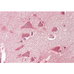Immunohistochemical staining of NMNAT2 using anti-NMNAT2 (human), pAb (Prod. No. AG-25A-0113) in human brain cortex tissue (15&micro;g/ml).<br /> This antibody has been tested in immunohistochemistry, analyzed by an anatomic pathologist and validated for 