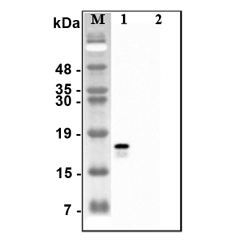 Western blot analysis of recombinant human CTRPs using anti-CTRP2 (human), pAb (Prod. No. AG-25A-0115) at 1:4,000 dilution.<br />1: Recombinant human CTRP2 protein (His-tagged).<br />2: Unrelated recombinant protein (His-tagged).