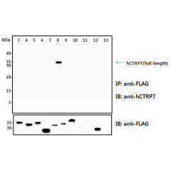 anti-CTRP7 (human), pAb