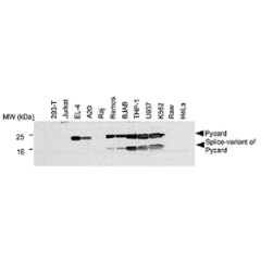 Western blot analysis of human and mouse cell lines using anti-Asc, pAb (AL177) (Prod. No. AG-25B-0006). <br />
Total protein extracts from various human (293-T, Jurkat, Raj, Ramos, BJAB, THP-1, U937, K562, Raw, HeLa) and mouse (EL-4, A20) cell lines wer