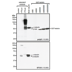 Western blot analysis of protein polyglutamylation by anti-Polyglutamate chain (polyE), pAb (IN105) (Prod. No. AG-25B-0030).<br /><b>Method:</b> HEK-293T cells are grown in standard culture conditions, transfected with plasmids expressing the tubulin glut