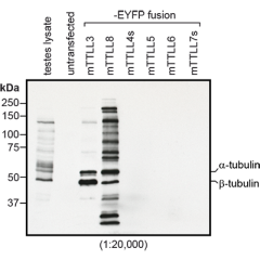Immunoblot analysis of protein glycylation using anti-Tubulin (glycylated), pAb (Gly-pep1) (Prod. No. AG-25B-0034). <b>Method:</b> HEK-293T cells are grown in standard culture conditions, transfected with plasmids expressing the glycylases TTLL3 and TTLL8