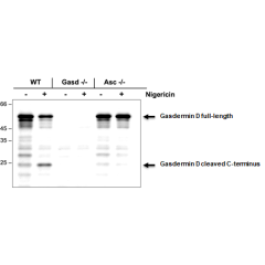 anti-Gasdermin D (mouse), pAb (IN110)