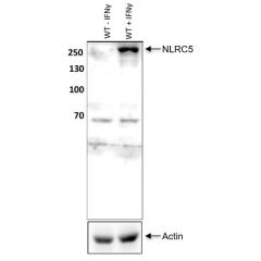 anti-NLRC5 (mouse), pAb (IN113)