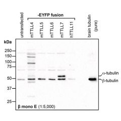 anti-&beta;-Tubulin (&beta;-monoE), pAb (IN115)