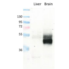 anti-GLUT1, pAb (IN116)