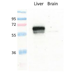 anti-GLUT2 (mouse), pAb (IN118)