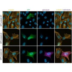 Immunofluorescence analysis to confirm specificity of anti-Delta2-Tubulin, pAb (IN120) (Prod. No. AG-25B-0044).<br /><b>Method:</b> RPE1 cells either transfected with GFP-alpha-Tubulin WT (lane 1) (C-terminal sequence CEGEEEGEEY), or transfected with GFP-